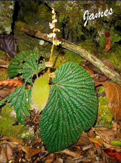 B. corrugata